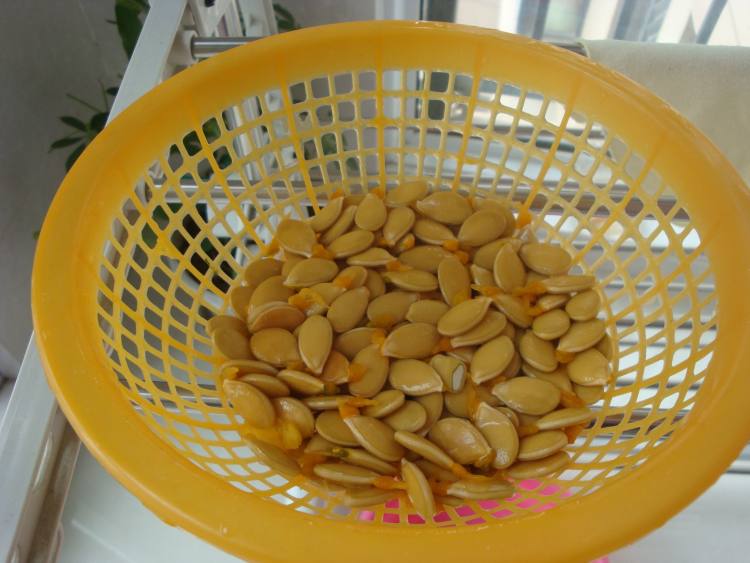 炒南瓜子步骤3