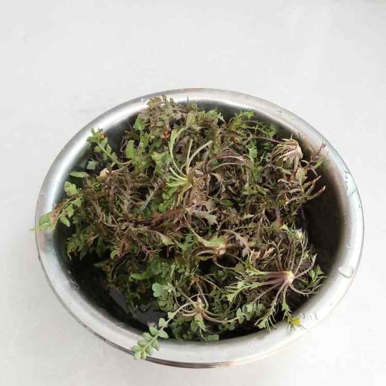 荠菜鲜肉锅贴步骤1