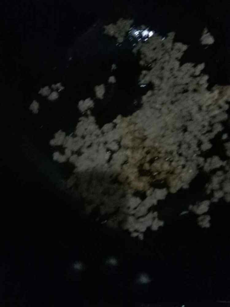 酸菜肉末#非转基因金步骤5