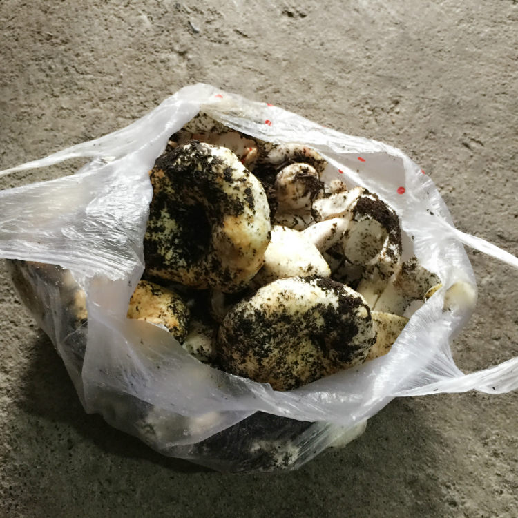 羊肉炒大脆菇步骤1