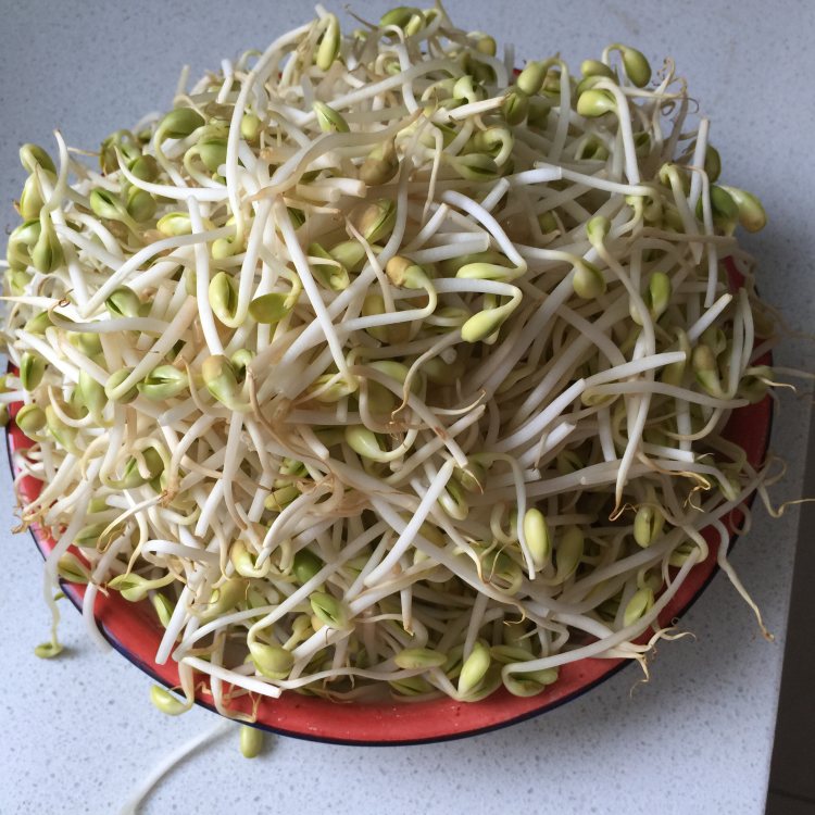 豆芽粉条肉步骤2