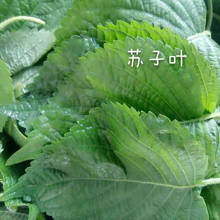 豆干苏子叶酱焖牛肉鹌步骤4