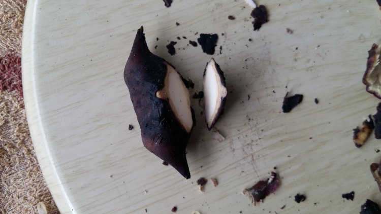 菱角炖排骨步骤2