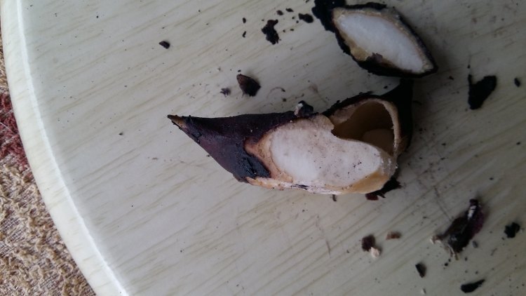菱角炖排骨步骤4