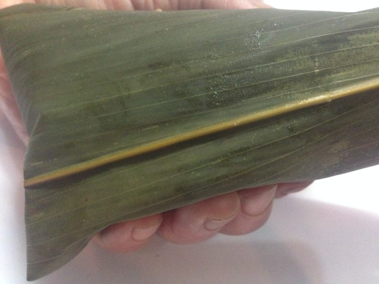 鲜肉粽#新鲜从这里开步骤10