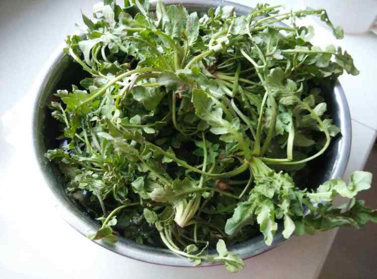 春天吃野菜｜荠菜生煎步骤6