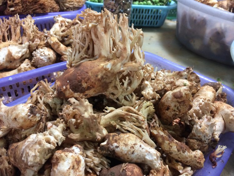 腊肉炒珊瑚菌步骤1