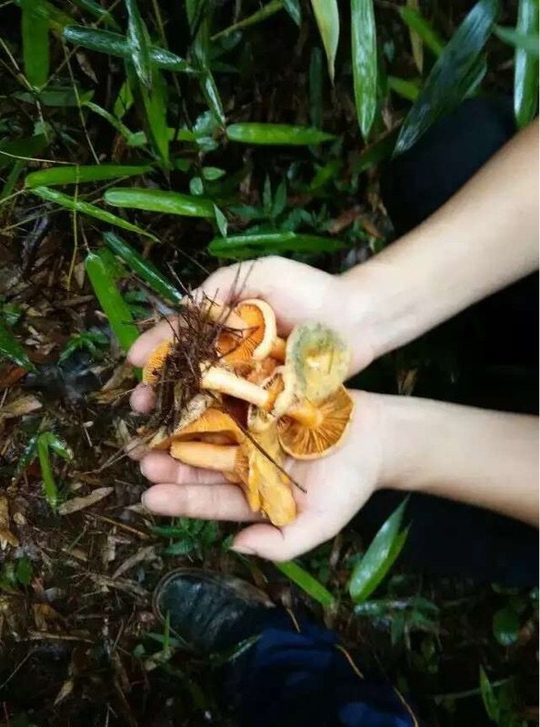 琥珀腊肉炖寒菌步骤9