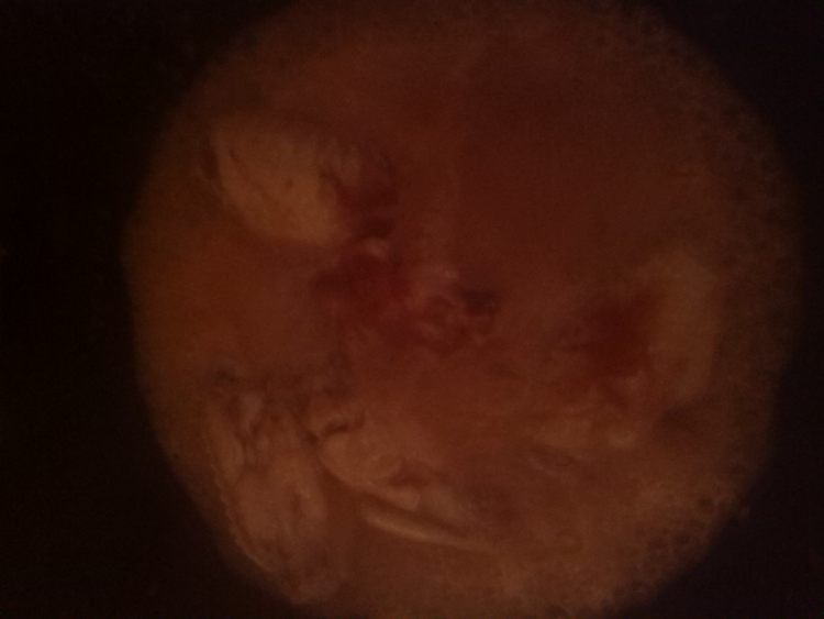 辣鸡翅步骤7