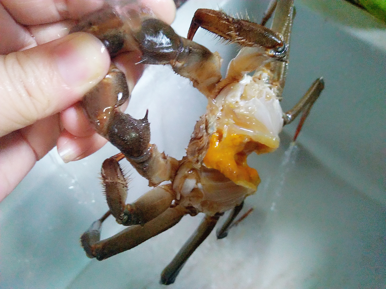 螃蟹蒸蛋步骤8