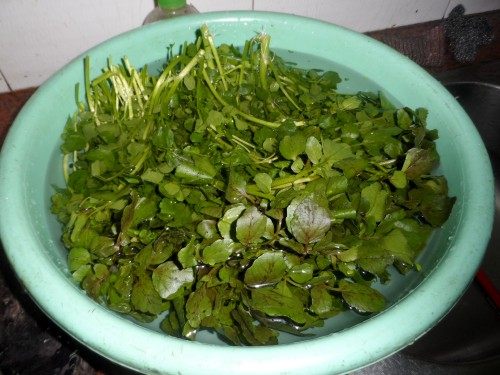 上汤西洋菜步骤1