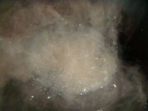肉末酿香菇步骤6
