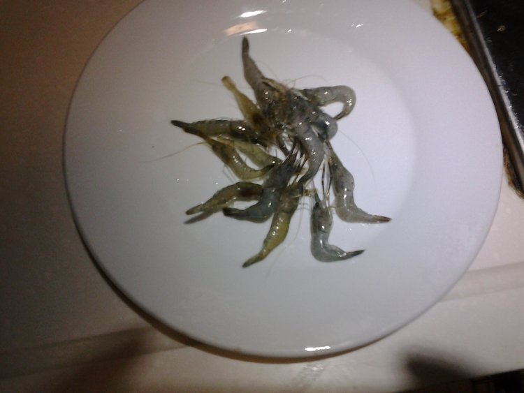 鲫鱼小虾汤步骤5