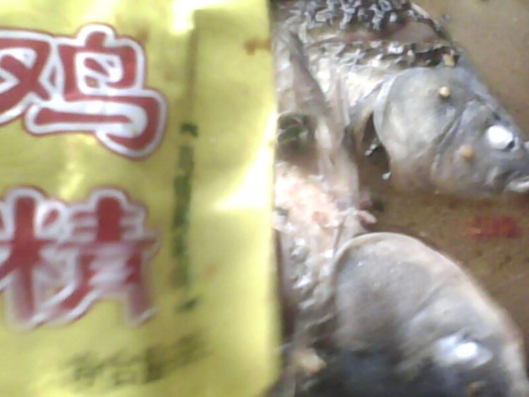 啤酒焖鲫鱼步骤9