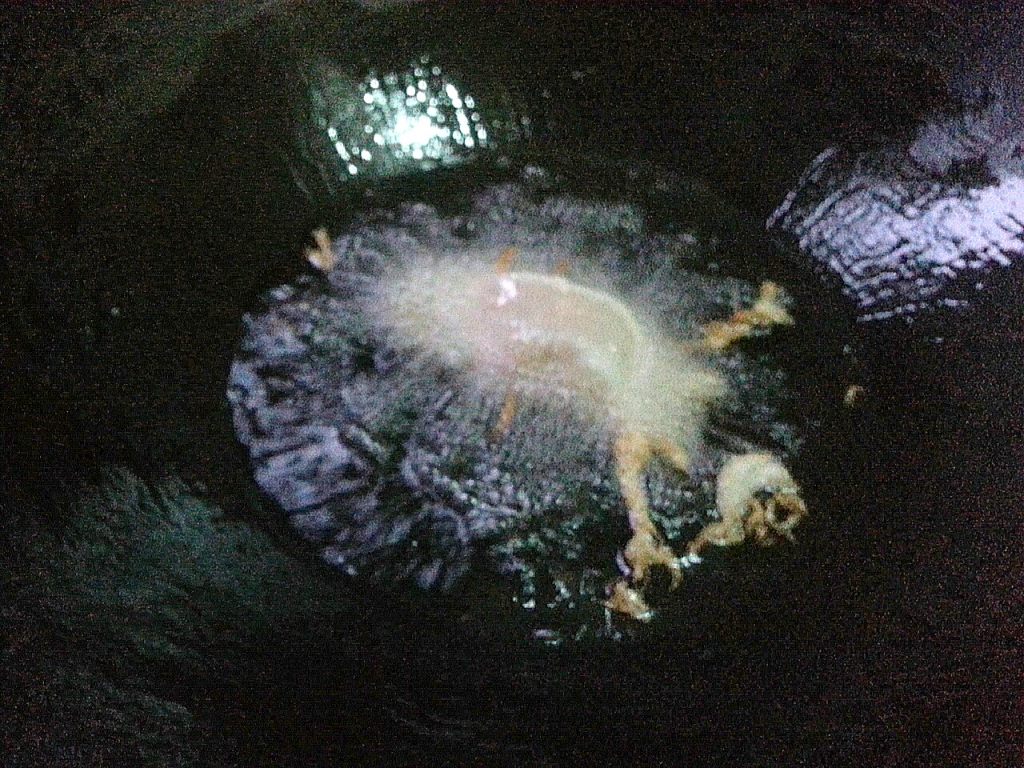 酥炸草鱼步骤3