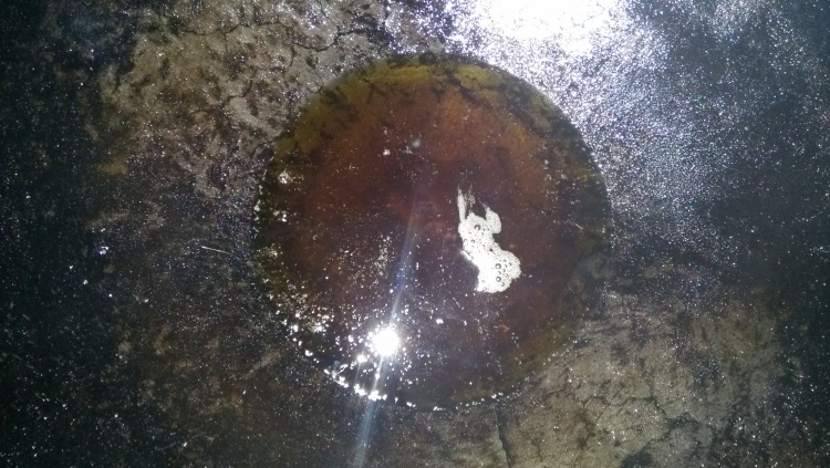 菌类红烧鱼步骤4