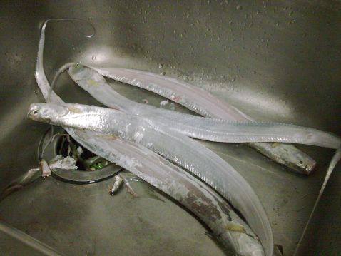 香菜豆酱带鱼步骤1