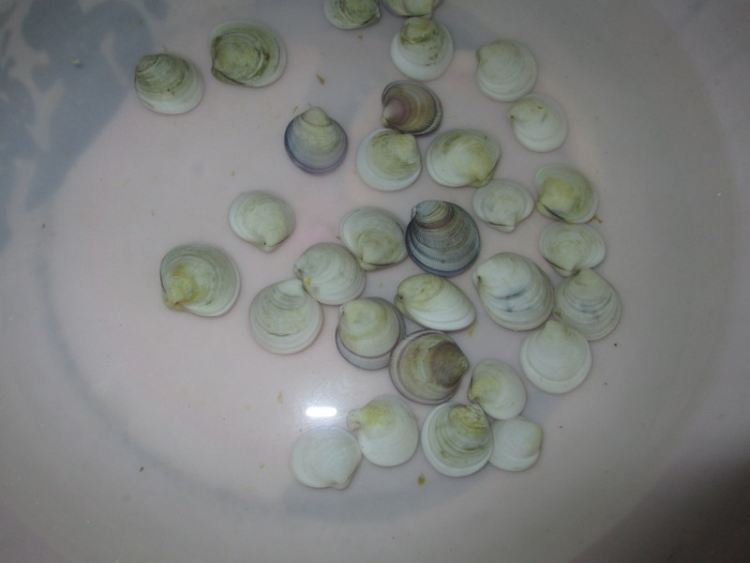酸菜香辣虾步骤2