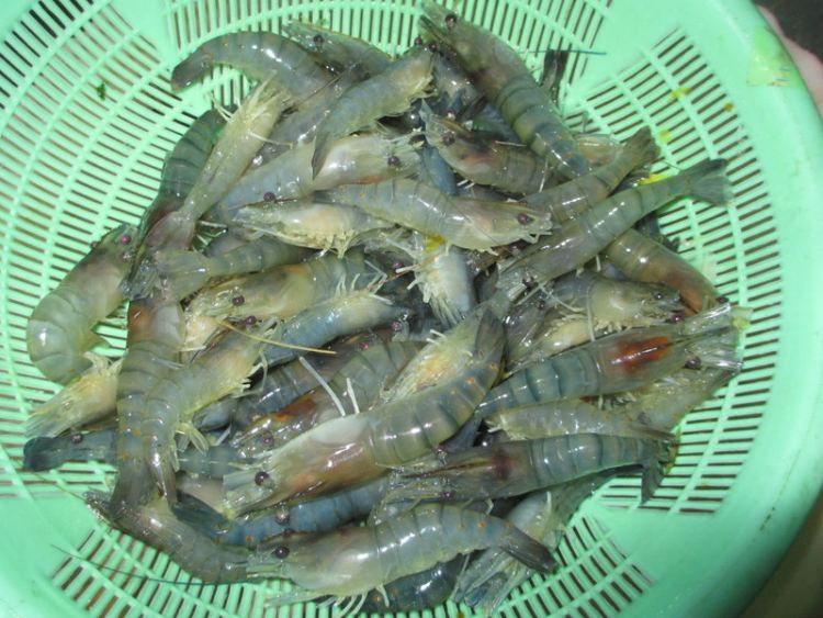 酸菜香辣虾步骤4