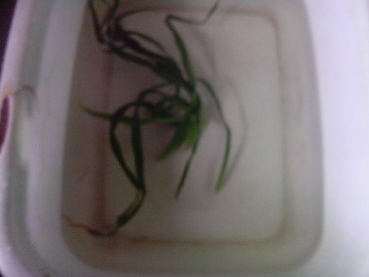 菜包菜步骤11