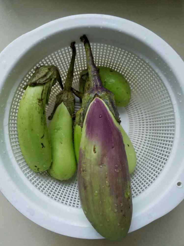 红烧手撕茄子步骤1