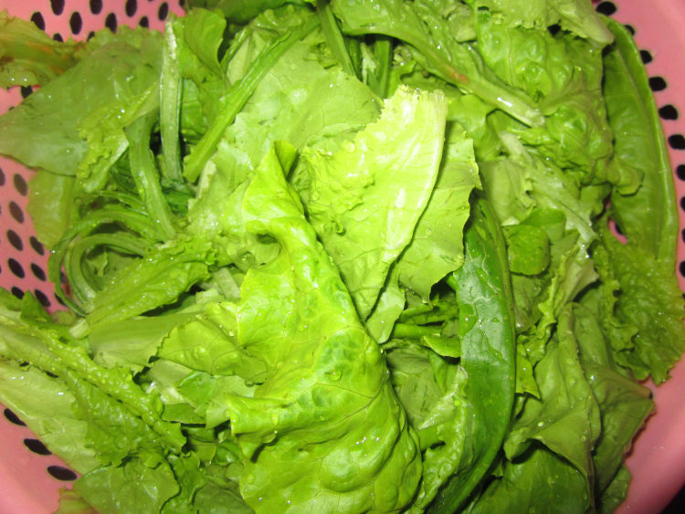 蚝油小生菜步骤1