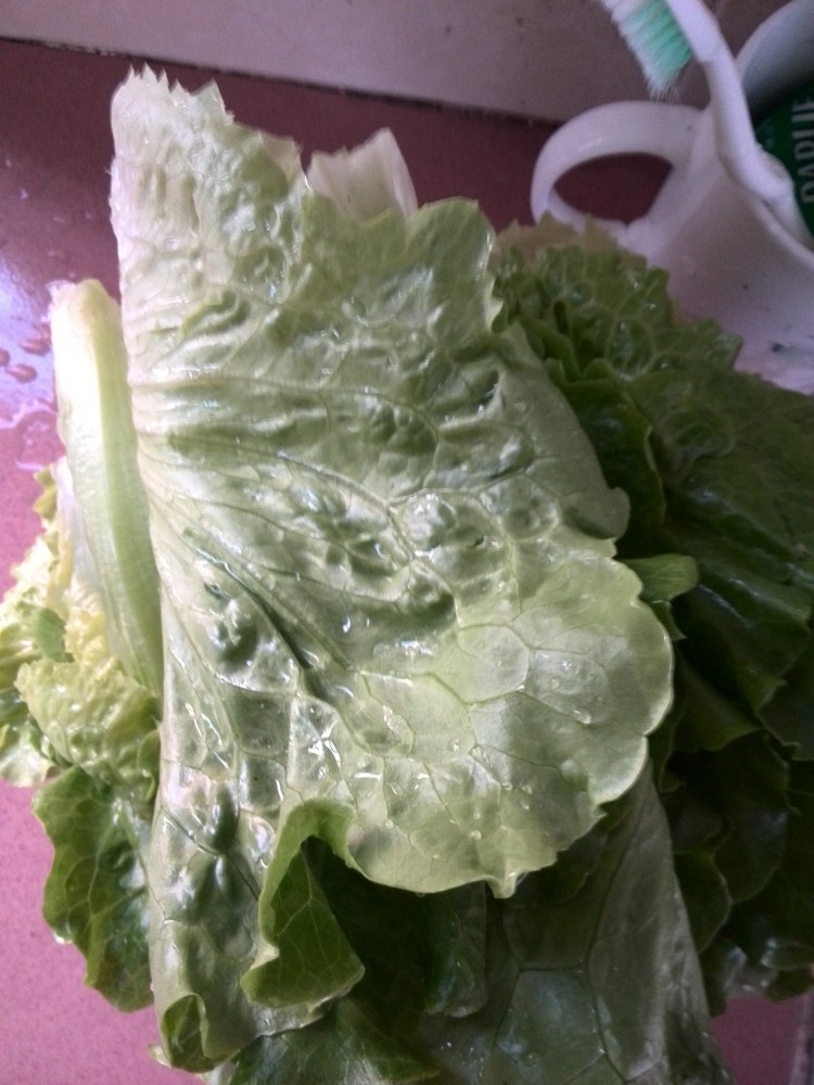 生菜饺子步骤5