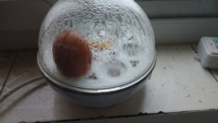 西兰花鸡蛋便当步骤7