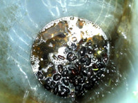 苹果黑豆浆步骤4