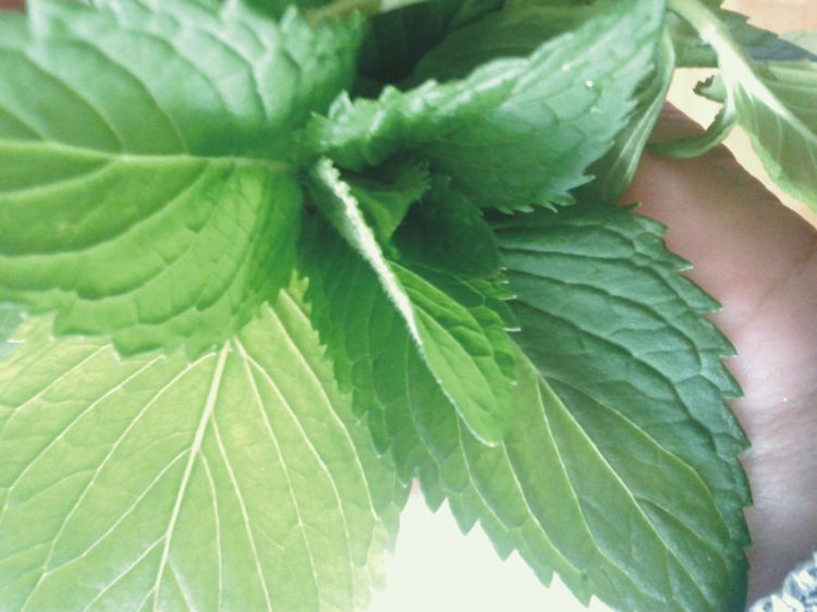 薄荷菠萝步骤3