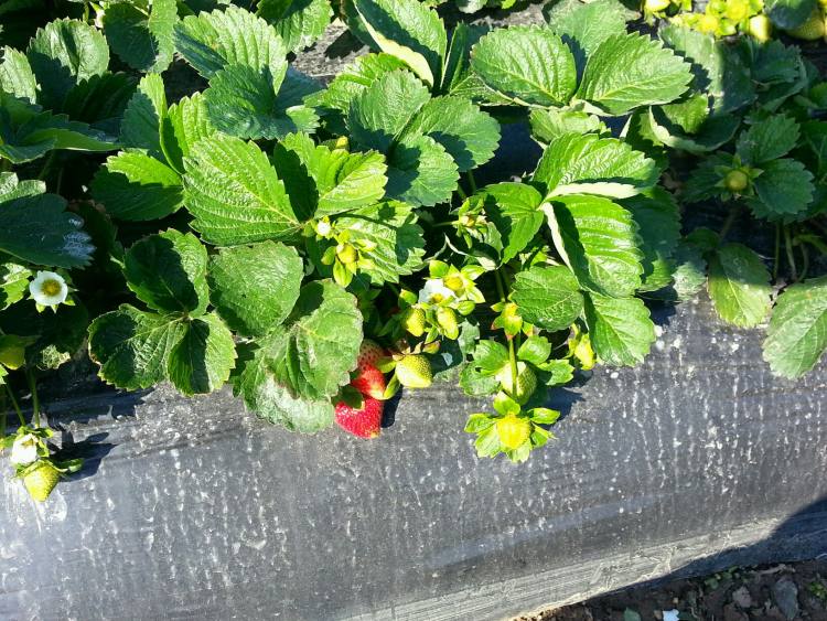 冰糖葫芦草莓串步骤1