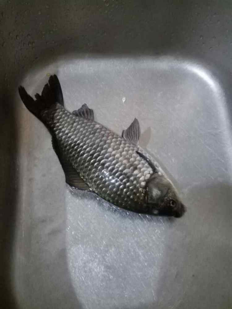 鲗鱼饭步骤1