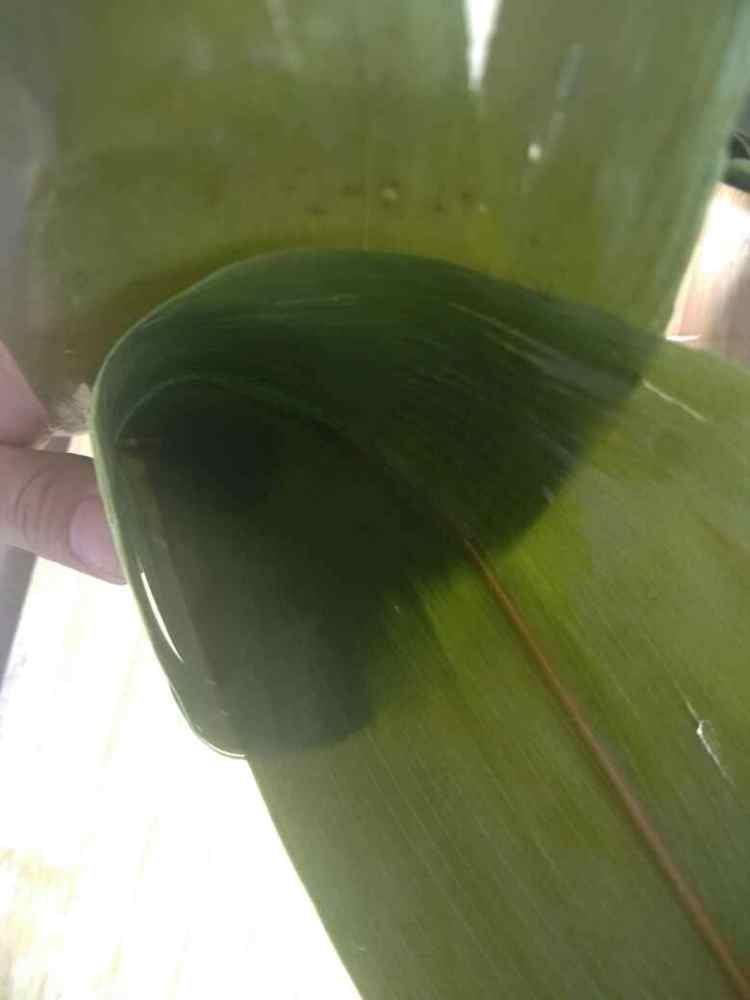 红豆粽子步骤3