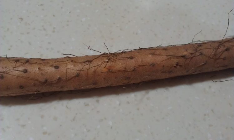 小米红枣山药粥步骤1