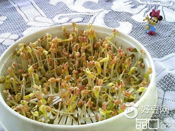 绿豆芽养成记