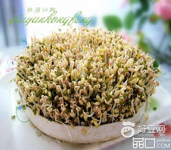 自生绿豆芽