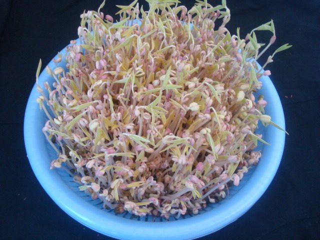 凉拌自发绿豆芽步骤7