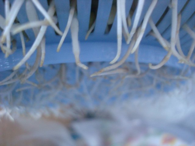 凉拌自发绿豆芽步骤6