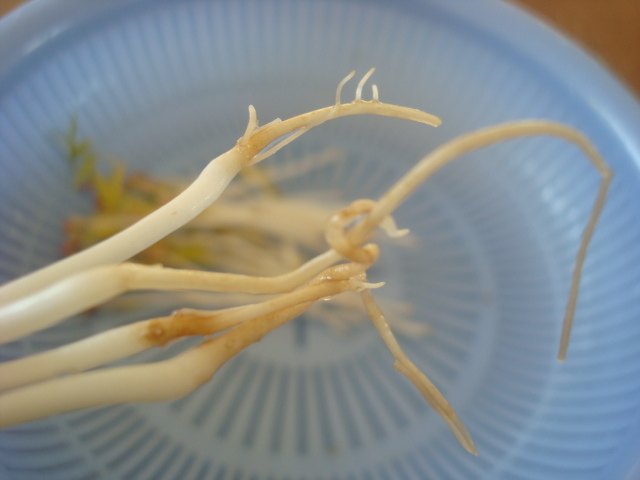 凉拌自发绿豆芽步骤9