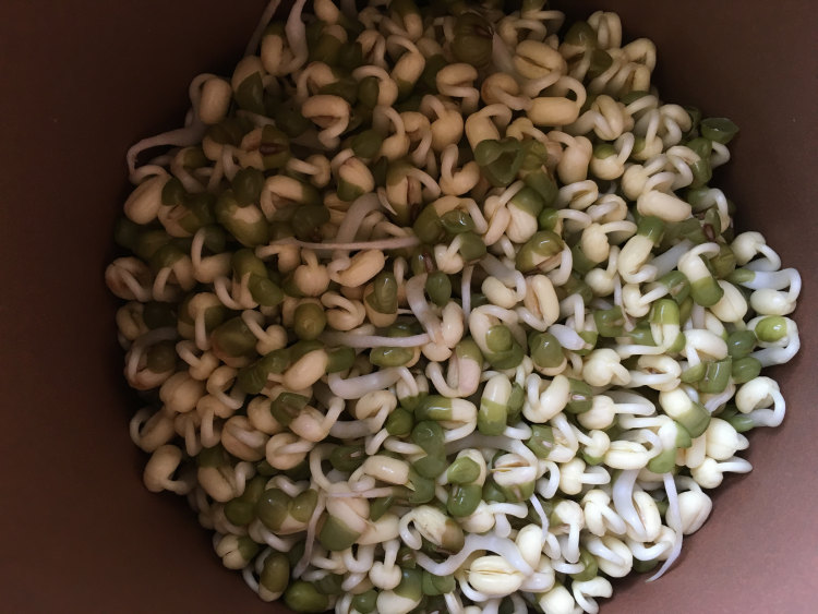 自发健康绿豆芽步骤12