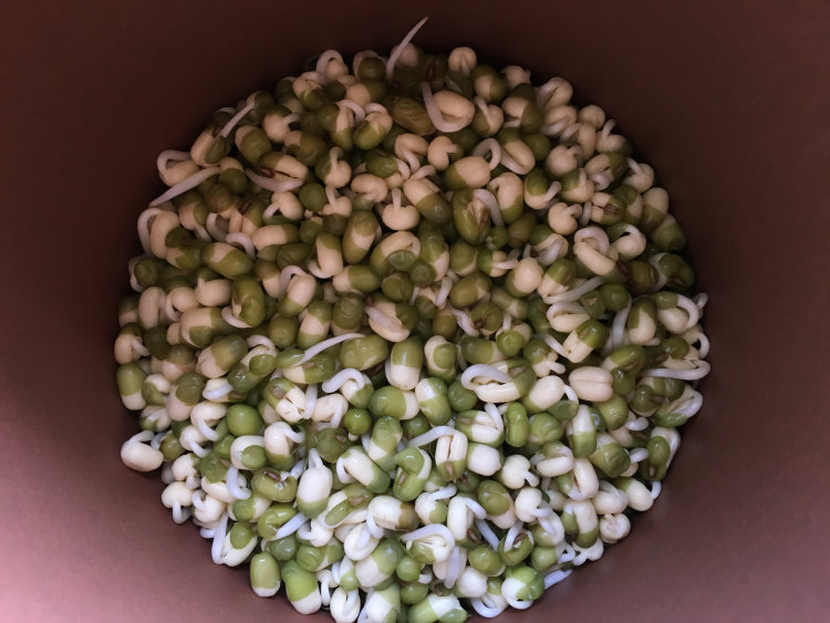自发健康绿豆芽步骤11
