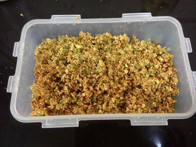 桂花绿豆糕步骤4