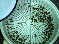 绿豆芽养成记步骤4