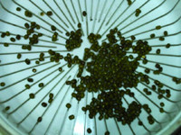 绿豆芽养成记步骤3