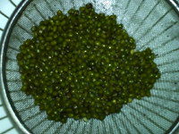 绿豆芽养成记步骤2