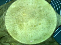 绿豆芽养成记步骤5