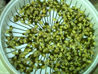 绿豆芽养成记步骤8