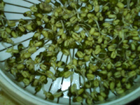 绿豆芽养成记步骤9