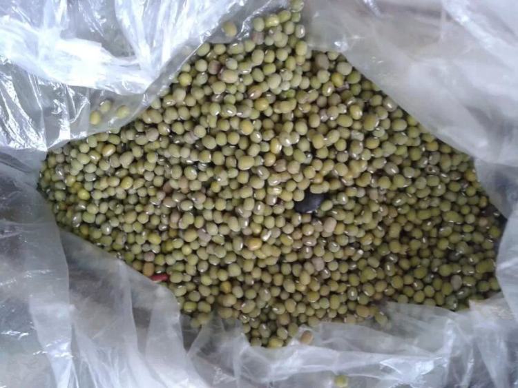 自发绿豆芽步骤1