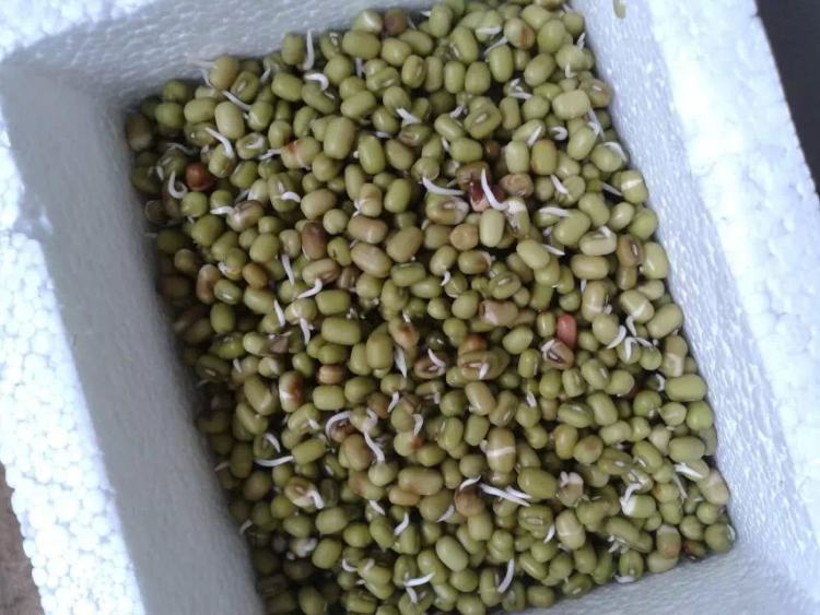 自发绿豆芽步骤2